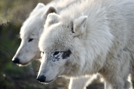 Arctic Wolves