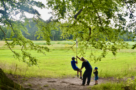 Swing from a tree