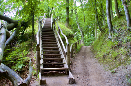 Forest staircase