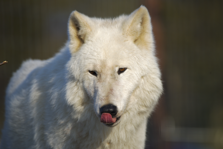 Arctic Wolf 01