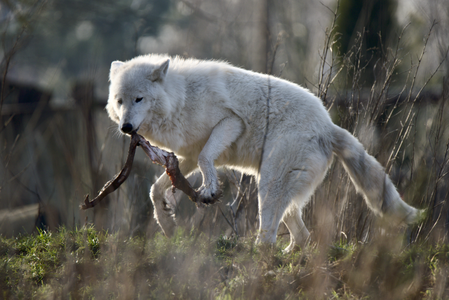 Arctic Wolf  feeding