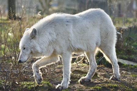 Arctic Wolf 02
