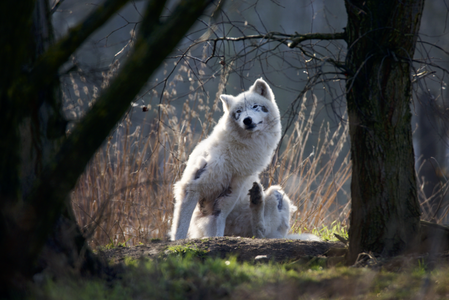 Scruffy Arctic Wolf