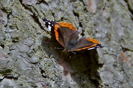 The Red Admiral